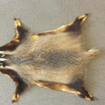 Dachsfell aus einheimischer Jagd
