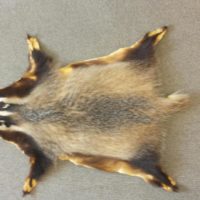 Dachsfell aus einheimischer Jagd