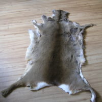 Rehfell, Rehdecke Schweizer Jagd