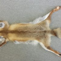 Rotfuchsfell aus eigener Jagd (Schweiz) Wildfang, keine Fallenjagd