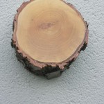 Gamsschild Birke rauh rund / konisch