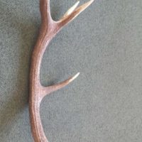 Abwurfstange Rothirsch