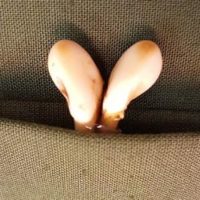 Grandeln für Schmuck