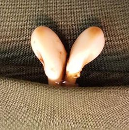 Grandeln Rothirsch Grandeln für Schmuck