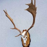 Damhirsch