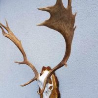 Damhirsch
