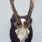 Rehbock-Geweih mit Swarovski-Steinen. Unikat!