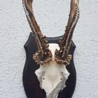 Rehbock-Geweih mit Swarovski-Steinen. Unikat!