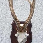 Rehbock-Geweih mit Swarovski-Steinen. Unikat!