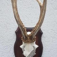 Rehbock-Geweih mit Swarovski-Steinen. Unikat!