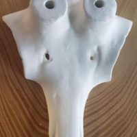 Aluschädel Gams in verschiedenen Grössen
