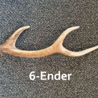 Sikahirsch Abwurfstange 6-Ender