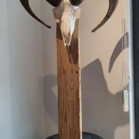 Mufflon-Widder auf Altholzbalken