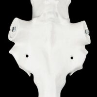 Elchschädel Aluminium