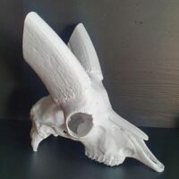 Steinbockschädel aus Kunststoff