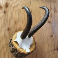 Gamsbock auf rundem Akazienschild