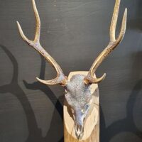 Sikahirsch-Geweih mit Swarovskisteinen