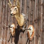 Rehbockpräparat