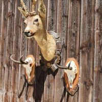 Rehbockpräparat