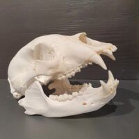 Grizzly-Bär Schädel (mit Dokumenten)