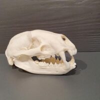 Dachsschädel aus Appenzeller Jagd