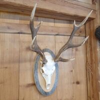 Sikahirsch, 8-Ender, auf Altholzschild