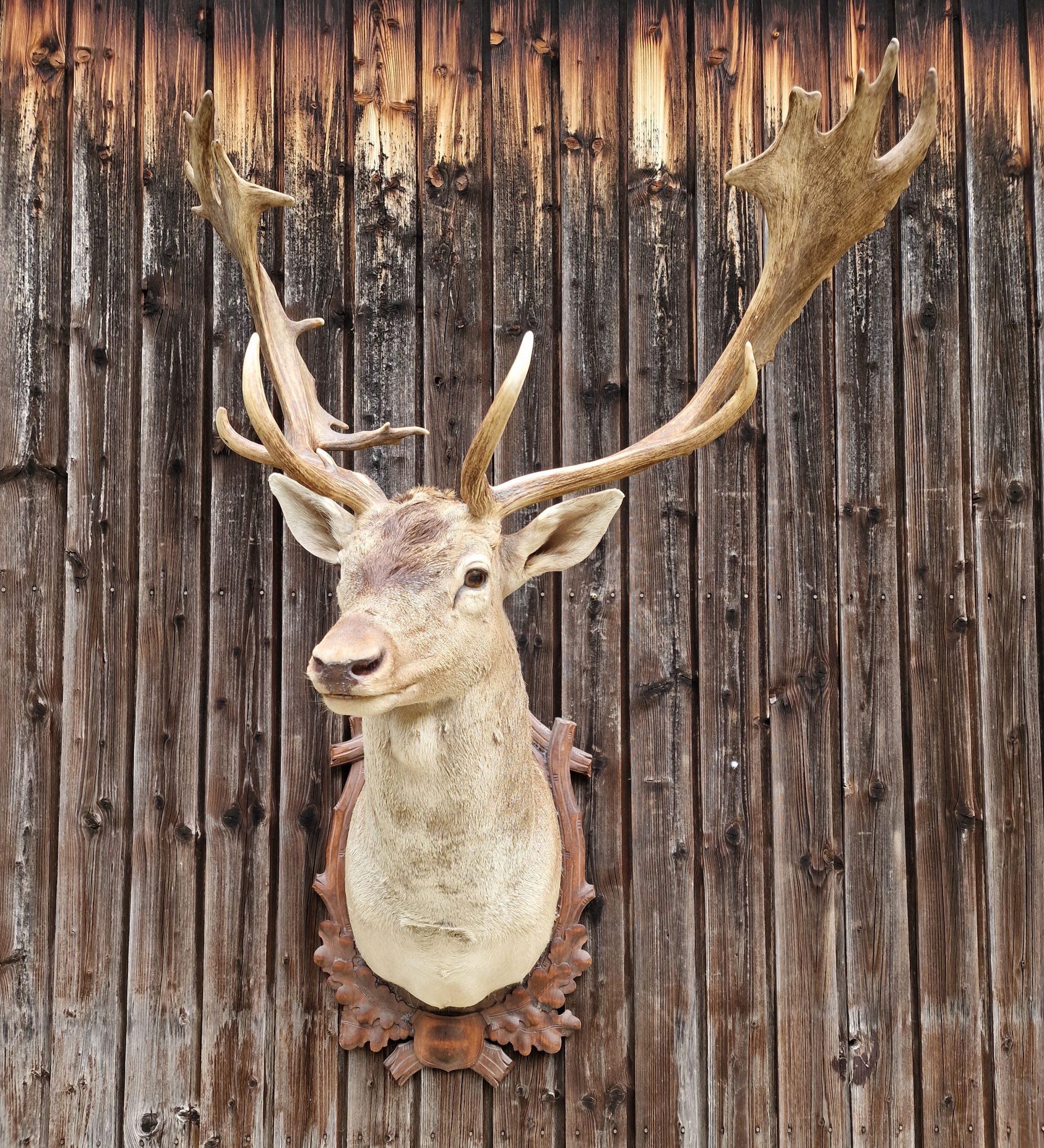 Damhirsch-Trophäe Foto 2