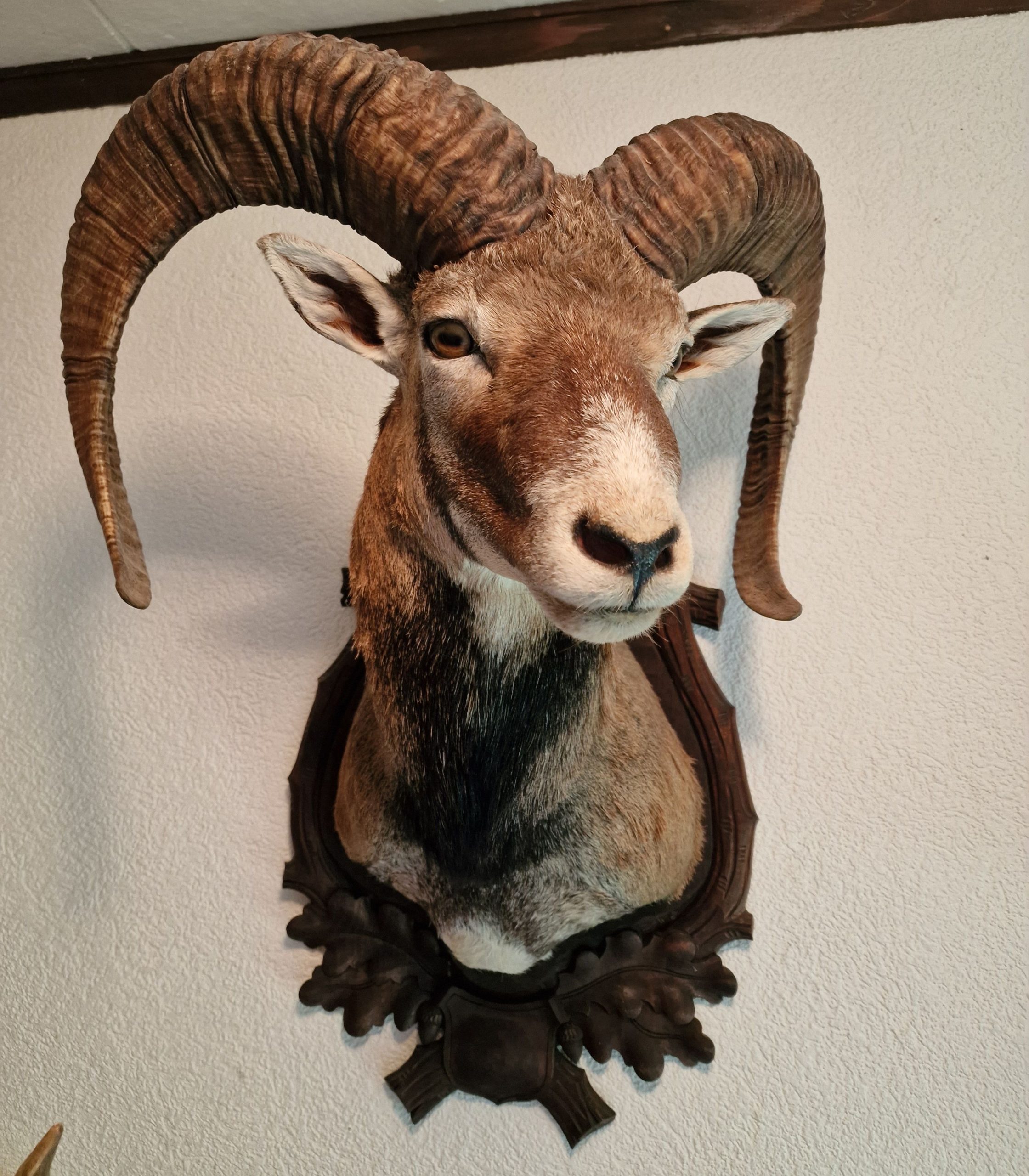 Mufflon-Widder-Präprarat