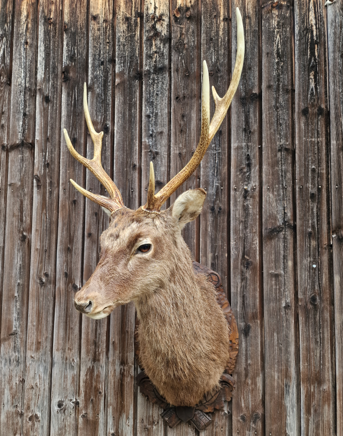Sika-Hirsch-Trophäe Präprat